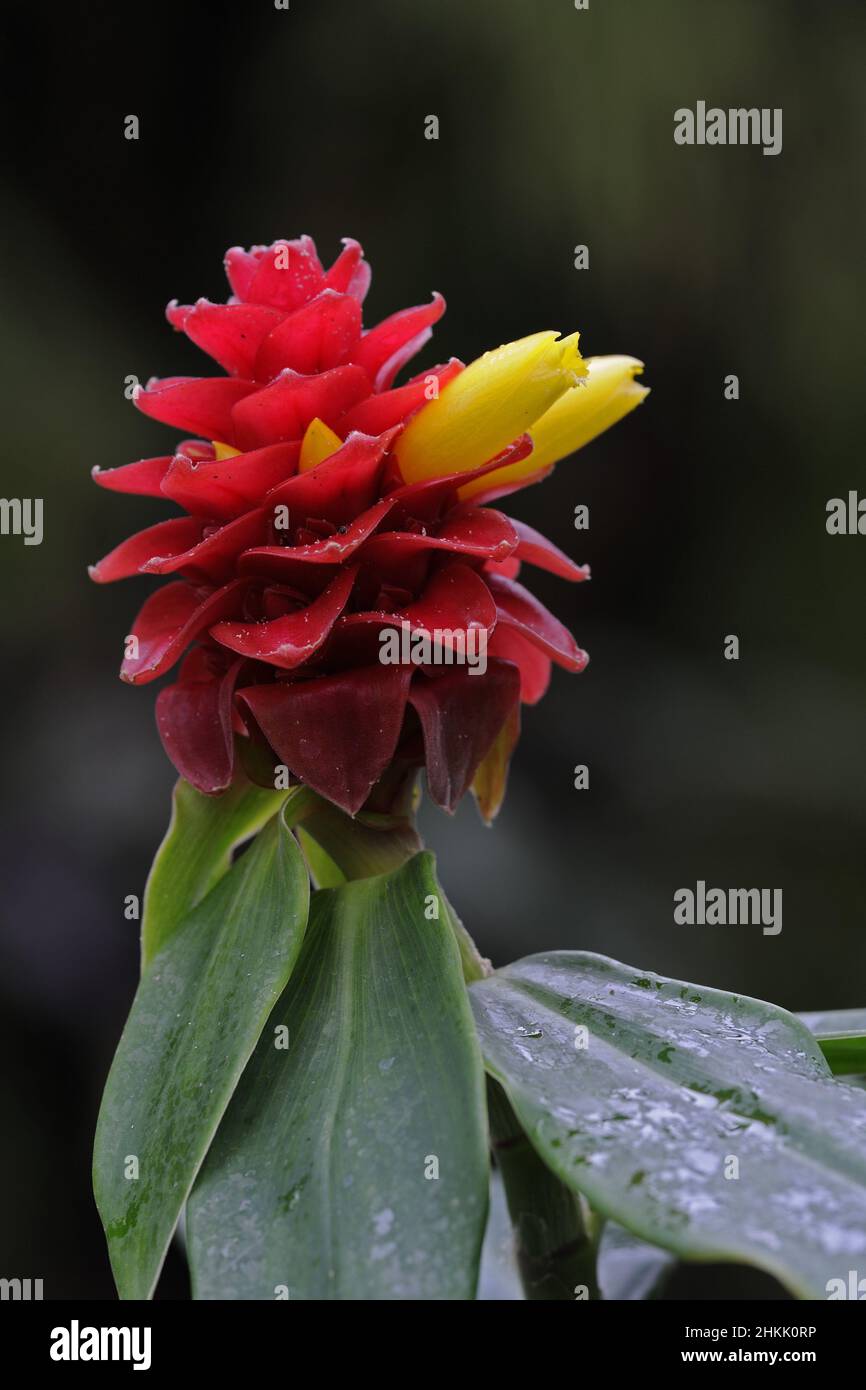 Spiralingwer, Spiral Ginger, Red Tower Ginger (Costus barbatus), red coloured inflorescence with yellow flower Stock Photo