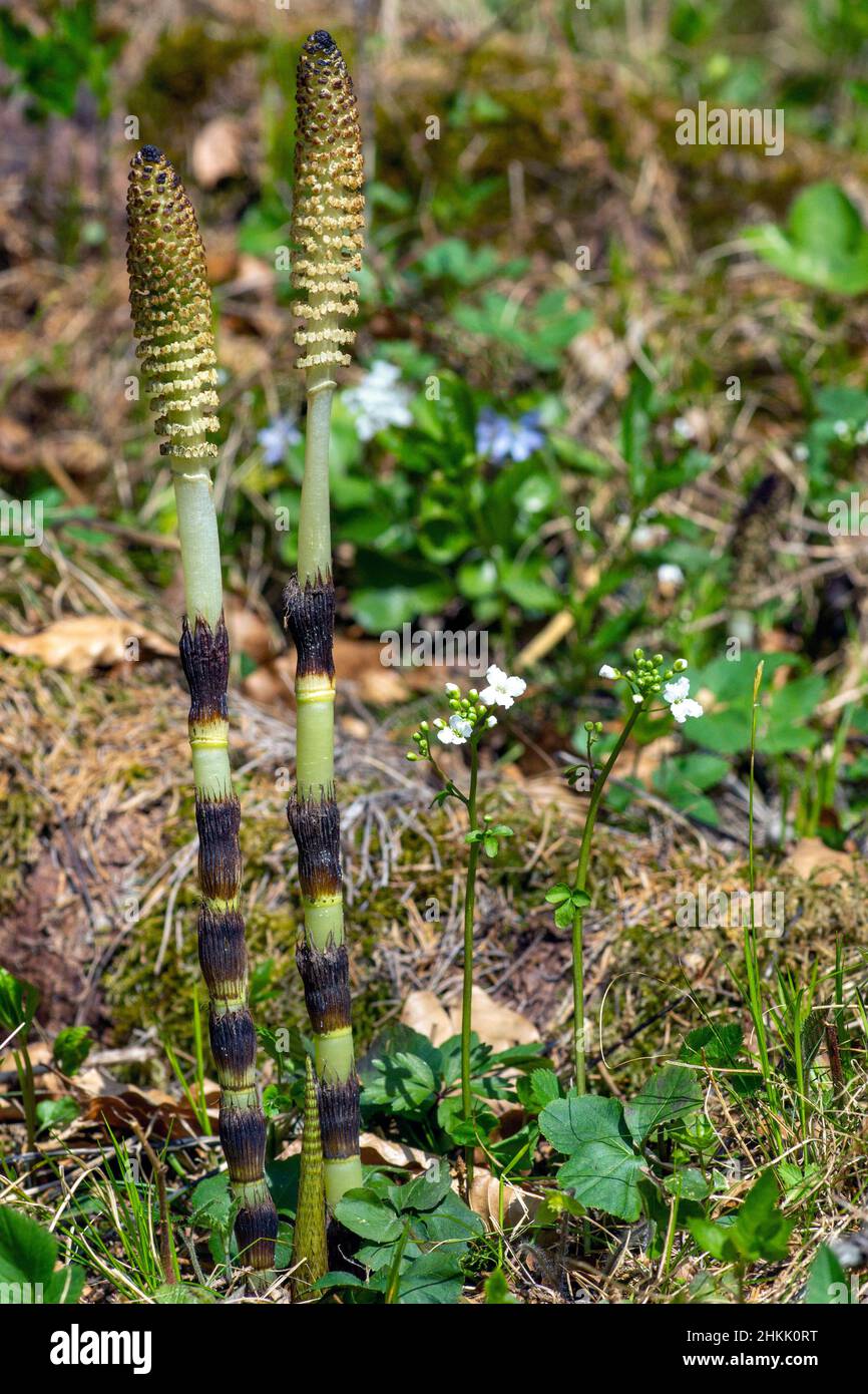 great horsetail (Equisetum telmateia, Equisetum telmateja, Equisetum maximum), fertile stems, Germany, Bavaria, Ammergebirge Stock Photo