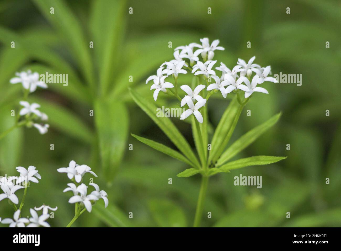 sweet woodruff (Galium odoratum), blooming, Germany, Bavaria Stock