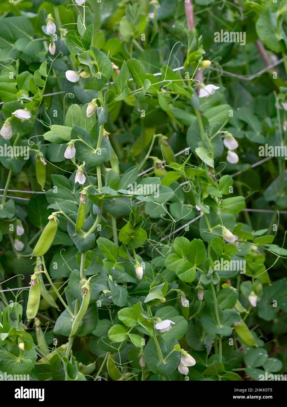 sugar pea (Pisum sativum var. macrocarpon), blooming sugar peas, section, Norby Stock Photo