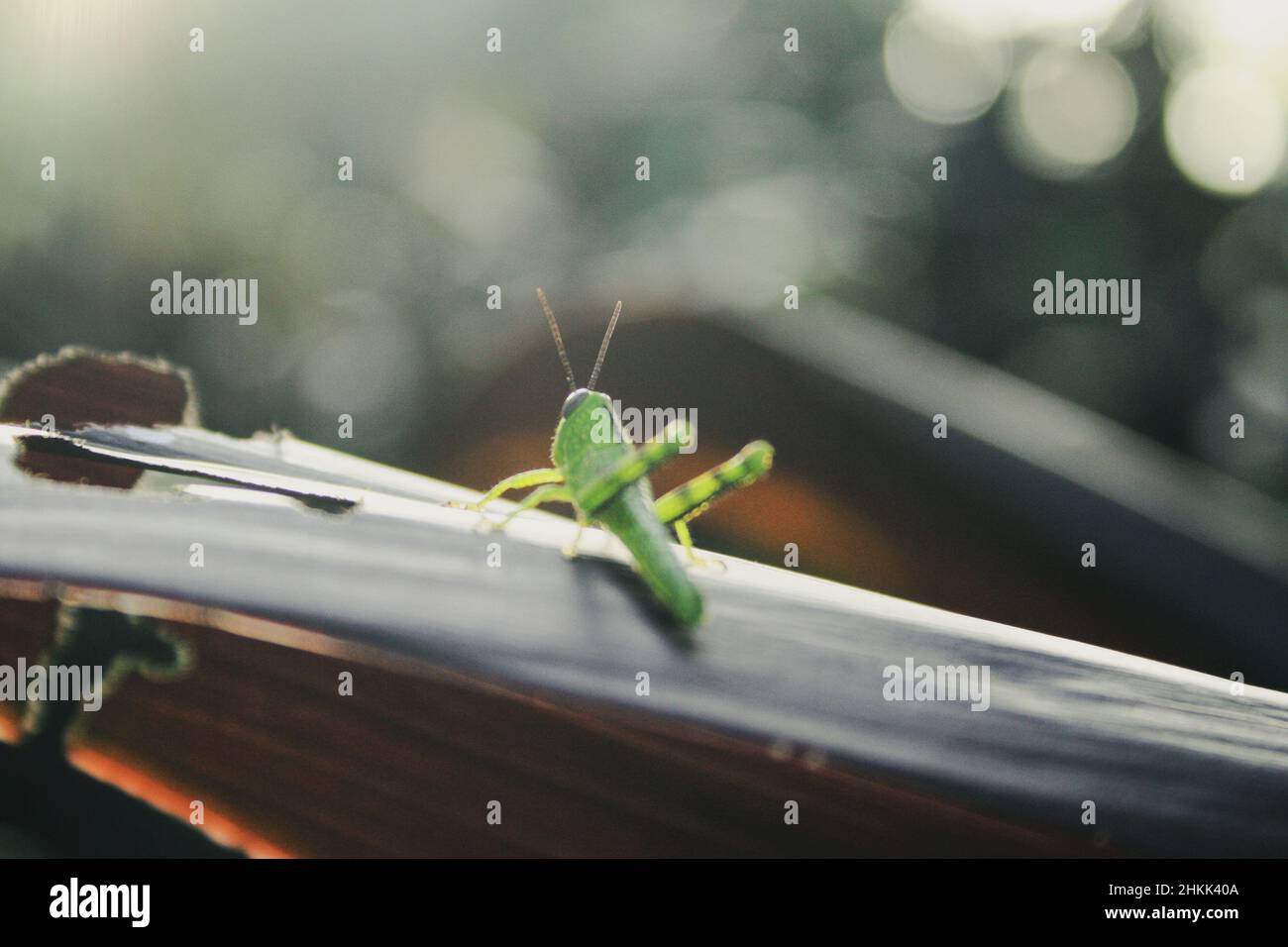 Close-up of a Grasshopper Stock Photo