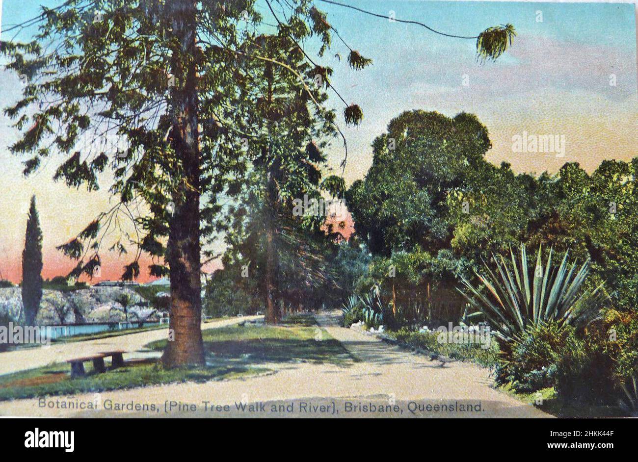 Botanic Gardens (Pine Tree Walk and River) Brisbane, Australia - circa 1910 Stock Photo