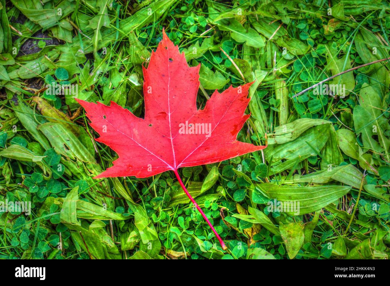 Canada maple forest hi-res stock photography and images - Alamy