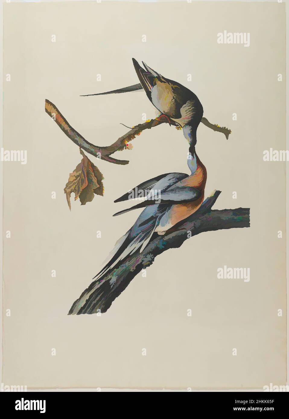 Art inspired by Passenger Pigeon, Aquatint, approx.: 27 x 40 in., 68.6 x 101.6 cm, animals, audubon, birds, eating, Ectopistes migratorius, extinct, extinct species, extinction, fauna, feeding, flora, hunting, Martha, mates, Nature, nature study, ornithology, over-hunted, pigeon, Classic works modernized by Artotop with a splash of modernity. Shapes, color and value, eye-catching visual impact on art. Emotions through freedom of artworks in a contemporary way. A timeless message pursuing a wildly creative new direction. Artists turning to the digital medium and creating the Artotop NFT Stock Photo