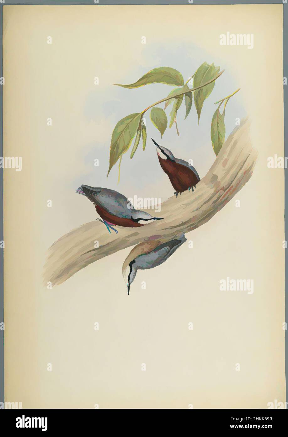 Art inspired by Stila Castaneoventris, Chestnut-Bellied Nuthatch, John Gould, British, 1804-1881, Lithograph on wove paper, Sheet: 23 3/8 x 18 7/16 in., 59.4 x 46.8 cm, Bird, Birds, Chestnut-Bellied Nuthatch, Habitat, Nature, Ornithological, Ornithology, Plants and Animals, Species, Classic works modernized by Artotop with a splash of modernity. Shapes, color and value, eye-catching visual impact on art. Emotions through freedom of artworks in a contemporary way. A timeless message pursuing a wildly creative new direction. Artists turning to the digital medium and creating the Artotop NFT Stock Photo
