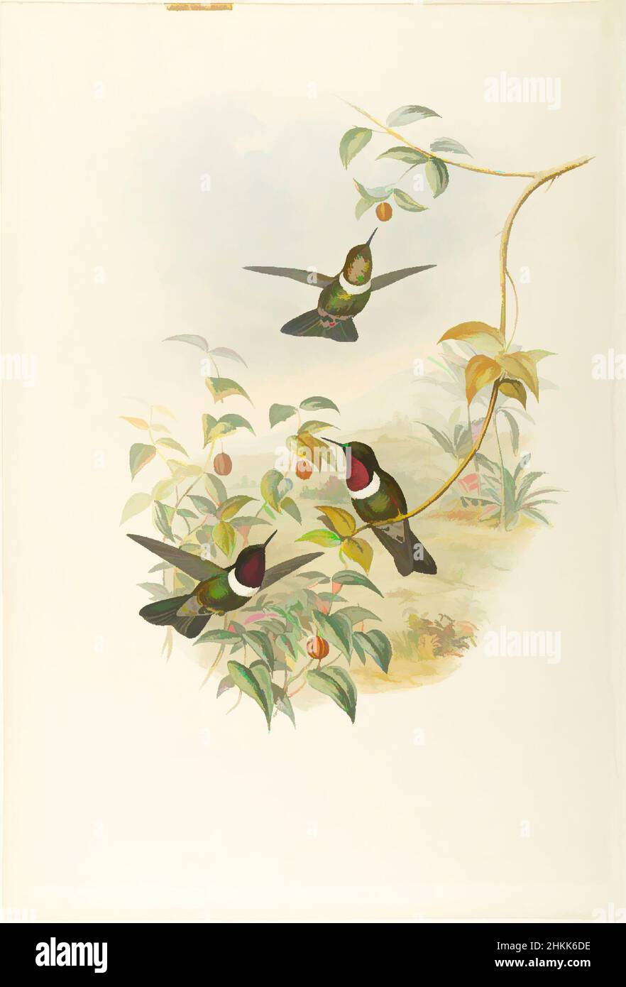 Art inspired by Heliangelus Spencei: Spenser's Sun Angel, John Gould, British, 1804-1881, Lithograph in color on wove paper, 21 1/2 x 14 3/8 in., 54.6 x 36.5 cm, Classic works modernized by Artotop with a splash of modernity. Shapes, color and value, eye-catching visual impact on art. Emotions through freedom of artworks in a contemporary way. A timeless message pursuing a wildly creative new direction. Artists turning to the digital medium and creating the Artotop NFT Stock Photo