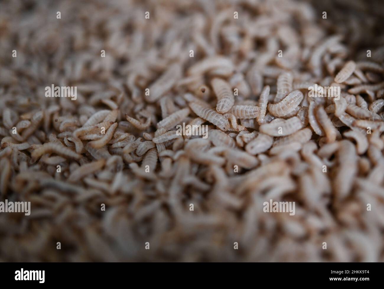 Pfungstadt, Germany. 18th Jan, 2022. Young larvae of the black soldier fly (lat. hermetia illucens) crawl in a box at the company headquarters of Probenda GmbH. The company has been processing the larva of the black soldier fly into high-quality protein meal and fat since spring 2021. Credit: Arne Dedert/dpa/Alamy Live News Stock Photo