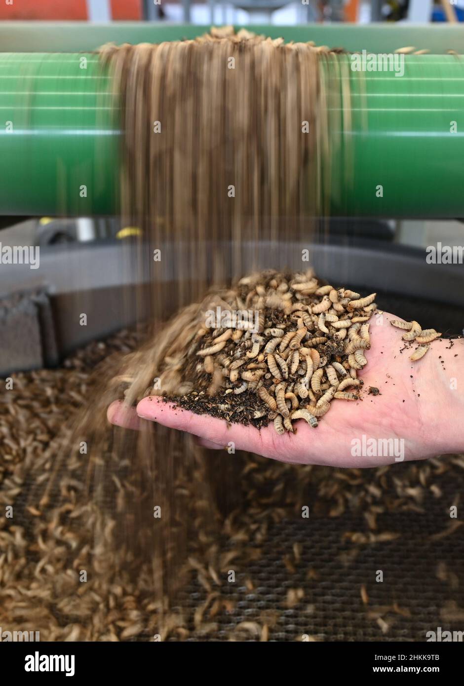 Pfungstadt, Germany. 18th Jan, 2022. Christian Benning, one of the two managing directors of Probenda GmbH, holds his hand under a conveyor belt at the company headquarters, from which larvae of the black soldier fly (lat. hermetia illucens) fall into a vibrating sieve for harvesting (photo with longer shutter speed). The company has been processing the larvae of the black soldier fly into high-quality protein meal and fat since spring 2021. Credit: Arne Dedert/dpa/Alamy Live News Stock Photo