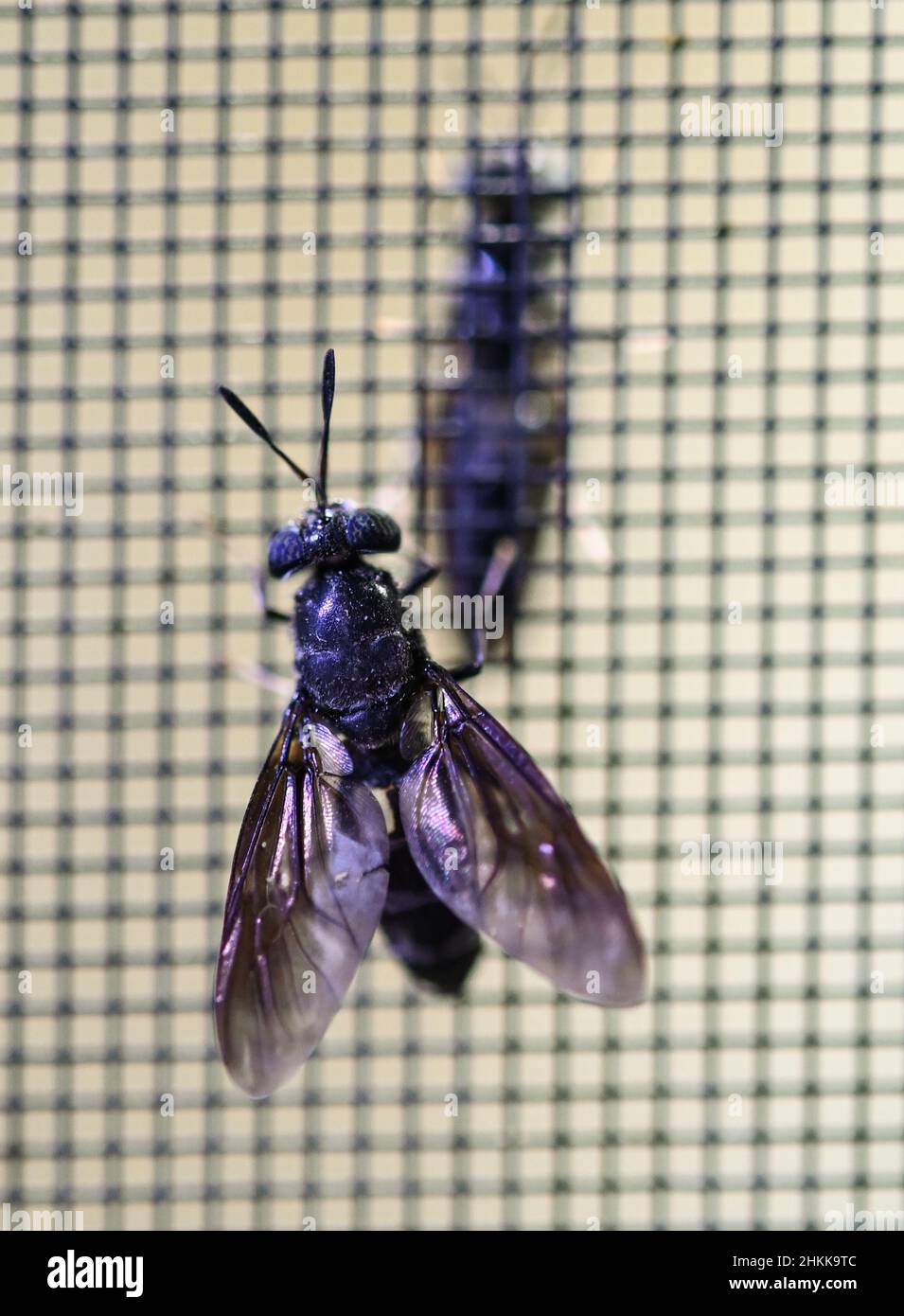 Pfungstadt, Germany. 18th Jan, 2022. Two specimens of the black soldier fly (lat. hermetia illucens) have settled on the wire mesh in the flight cage of Probenda GmbH. The company has been processing the larva of the black soldier fly into high-quality protein meal and fat since spring 2021. (to dpa 'Soy alternative: soldier fly as protein supplier for pigs') Credit: Arne Dedert/dpa/Alamy Live News Stock Photo