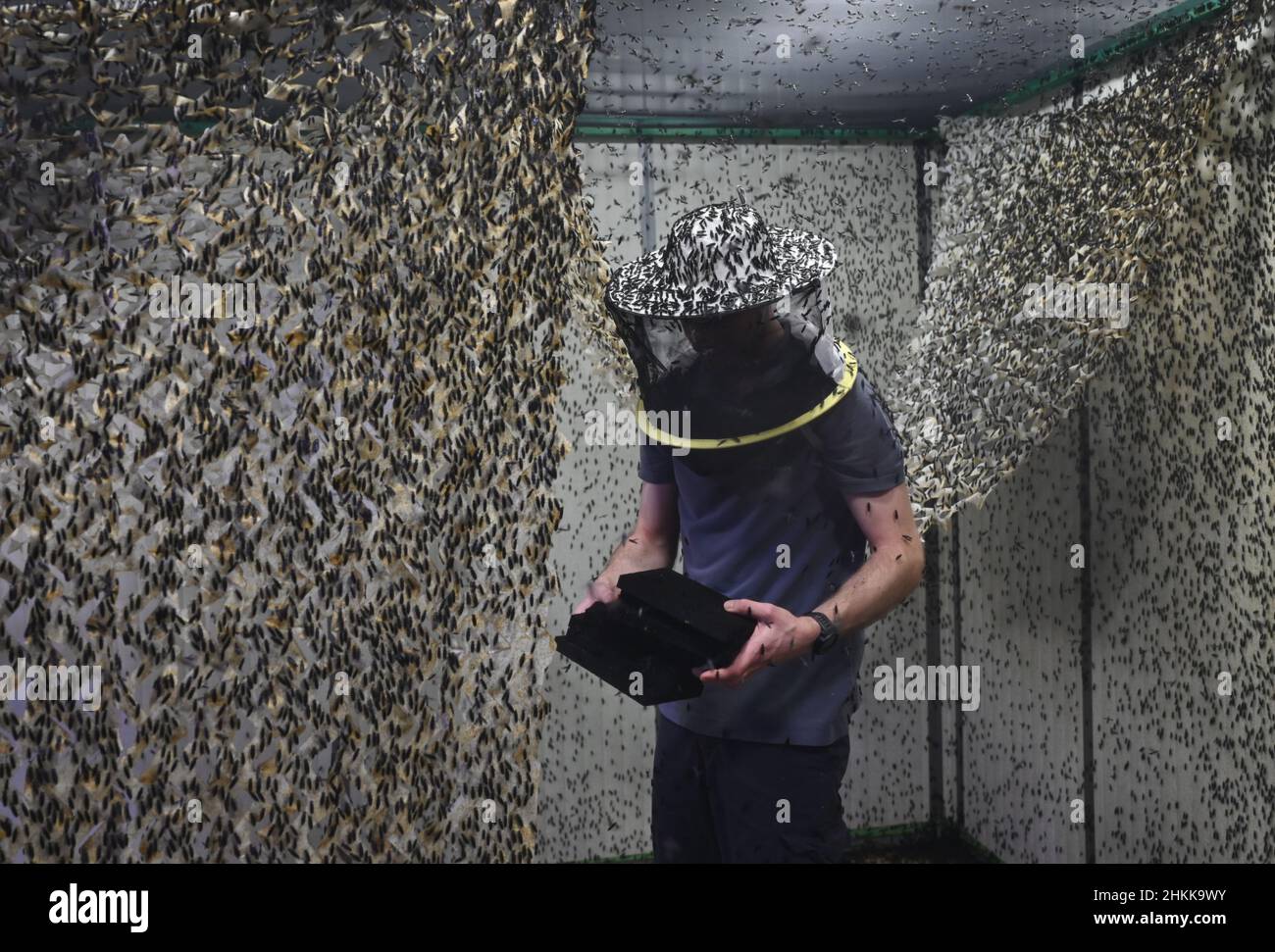 Pfungstadt, Germany. 18th Jan, 2022. Biologist Frank Schubert, wearing a beekeeper's hat, exchanges plastic honeycombs in the flight cage of Probenda GmbH, where the black soldier fly (lat. hermetia illucens) lays its eggs. The company has been processing the larva of the black soldier fly into high-quality protein meal and fat since spring 2021. (to dpa 'Soy alternative: soldier fly as protein supplier for pigs') Credit: Arne Dedert/dpa/Alamy Live News Stock Photo
