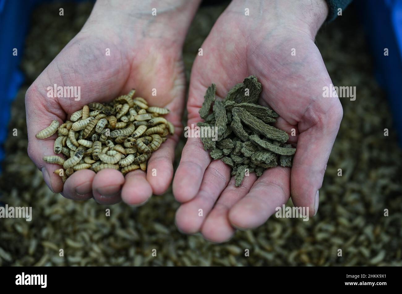 Pfungstadt, Germany. 18th Jan, 2022. Christian Benning, one of the two managing directors of Probenda GmbH, holds larvae (l) of the black soldier fly (lat. hermetia illucens) after harvesting and the protein-containing press cake after degreasing and drying at the company headquarters. The company has been processing the larva of the black soldier fly into high-quality protein meal and fat since spring 2021. (to dpa 'Soy alternative: soldier fly as protein supplier for pigs') Credit: Arne Dedert/dpa/Alamy Live News Stock Photo
