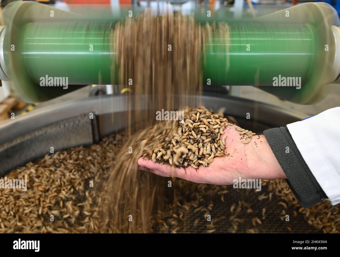 Pfungstadt, Germany. 18th Jan, 2022. Christian Benning, one of the two managing directors of Probenda GmbH, holds his hand under a conveyor belt at the company headquarters, from which larvae of the black soldier fly (lat. hermetia illucens) fall into a vibrating sieve for harvesting (photo with longer shutter speed). The company has been processing black soldier fly larvae into high-quality protein meal and fat since spring 2021. (to dpa 'Soy alternative: soldier fly as protein supplier for pigs') Credit: Arne Dedert/dpa/Alamy Live News Stock Photo