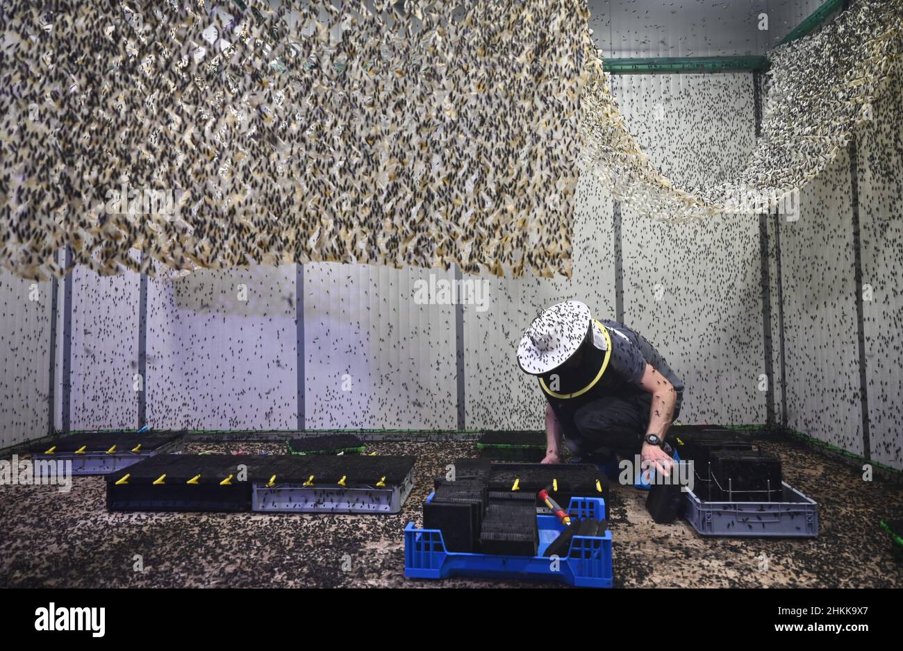 Pfungstadt, Germany. 18th Jan, 2022. Biologist Frank Schubert, wearing a beekeeper's hat, exchanges plastic honeycombs in the flight cage of Probenda GmbH, where the black soldier fly (lat. hermetia illucens) lays its eggs. The company has been processing the larva of the black soldier fly into high-quality protein meal and fat since spring 2021. Credit: Arne Dedert/dpa/Alamy Live News Stock Photo