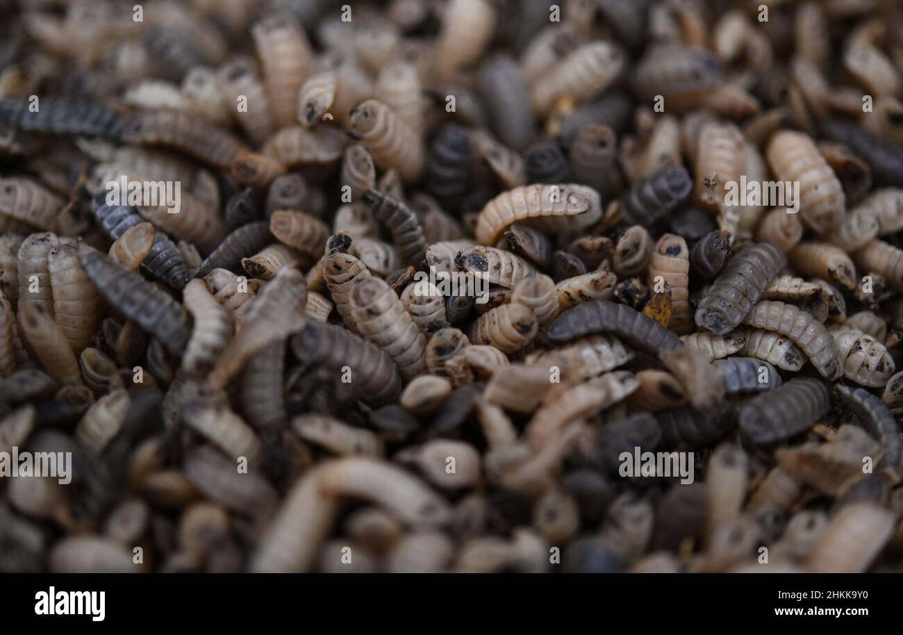 Pfungstadt, Germany. 18th Jan, 2022. Larvae of the black soldier fly (lat. hermetia illucens) lie in a box after harvesting. The company Probenda GmbH has been processing the larva of the black soldier fly into high-quality protein meal and fat since spring 2021. (to dpa 'Soy alternative: soldier fly as protein supplier for pigs') Credit: Arne Dedert/dpa/Alamy Live News Stock Photo