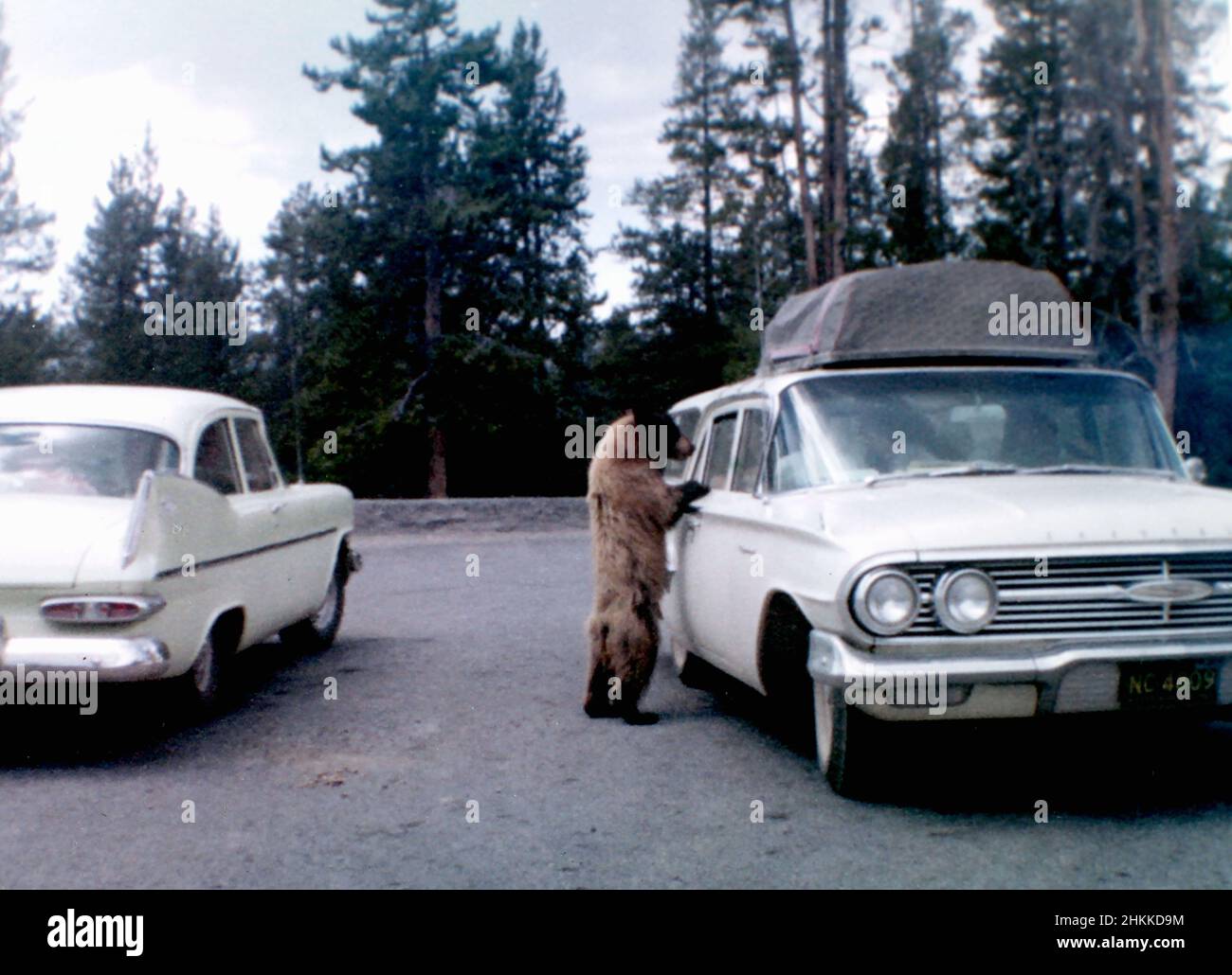 A wild bear begs for food from a tourist car in Yellowstone National Park, ca. 1960. Stock Photo