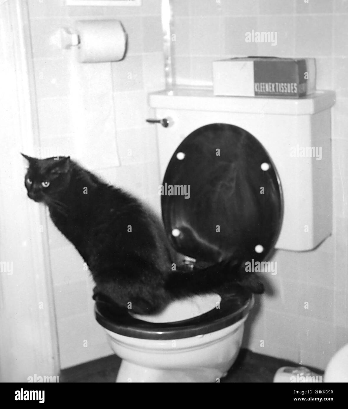 A talented black cat uses a toilet instead of a litter box, ca. 1960. Stock Photo