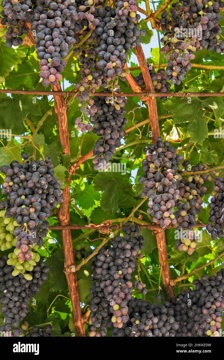 Grapes, Garni, Kotayk Province, Armenia Stock Photo