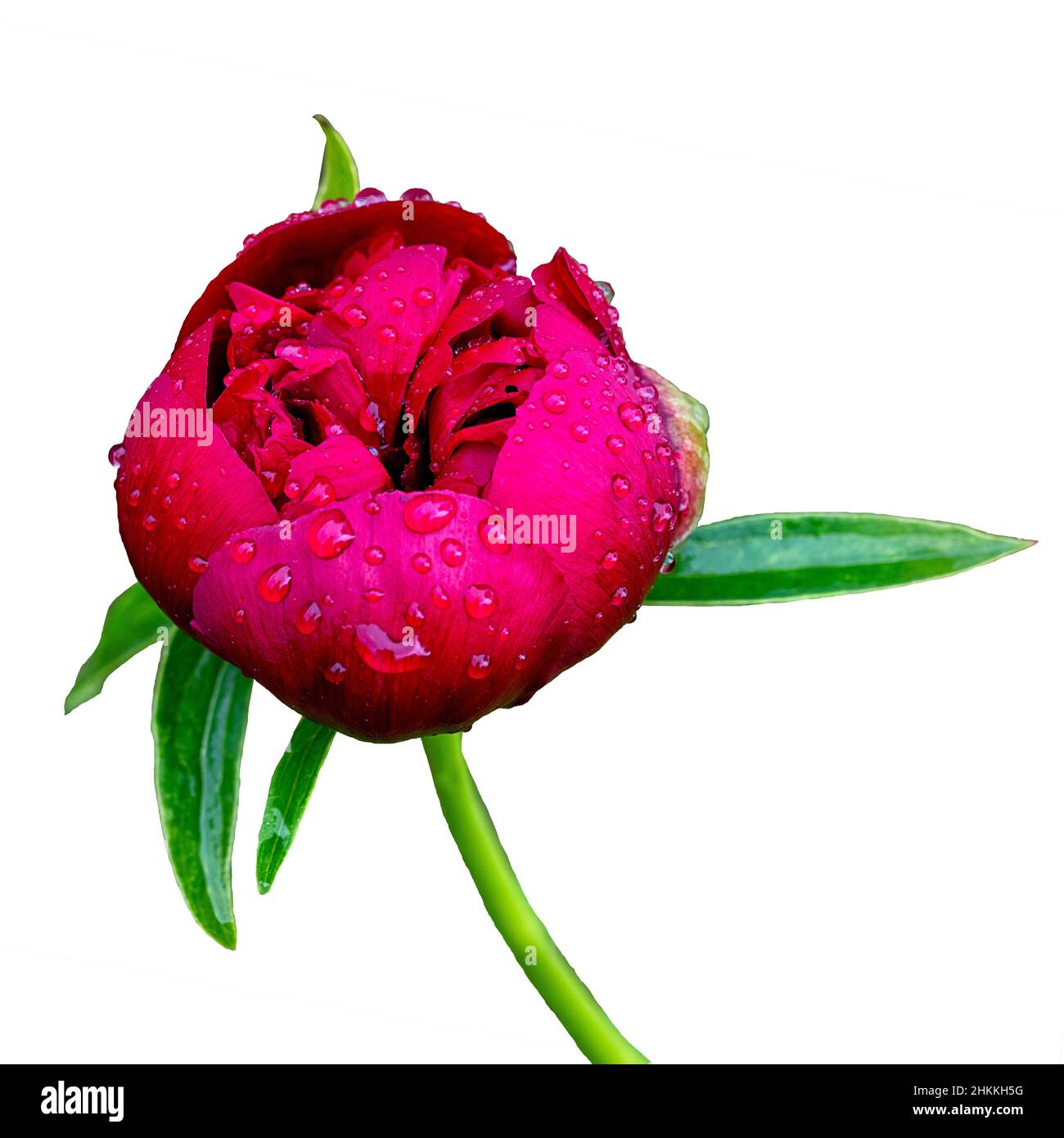 half openrd pink wet peony flower with water drops isolated on white background Stock Photo