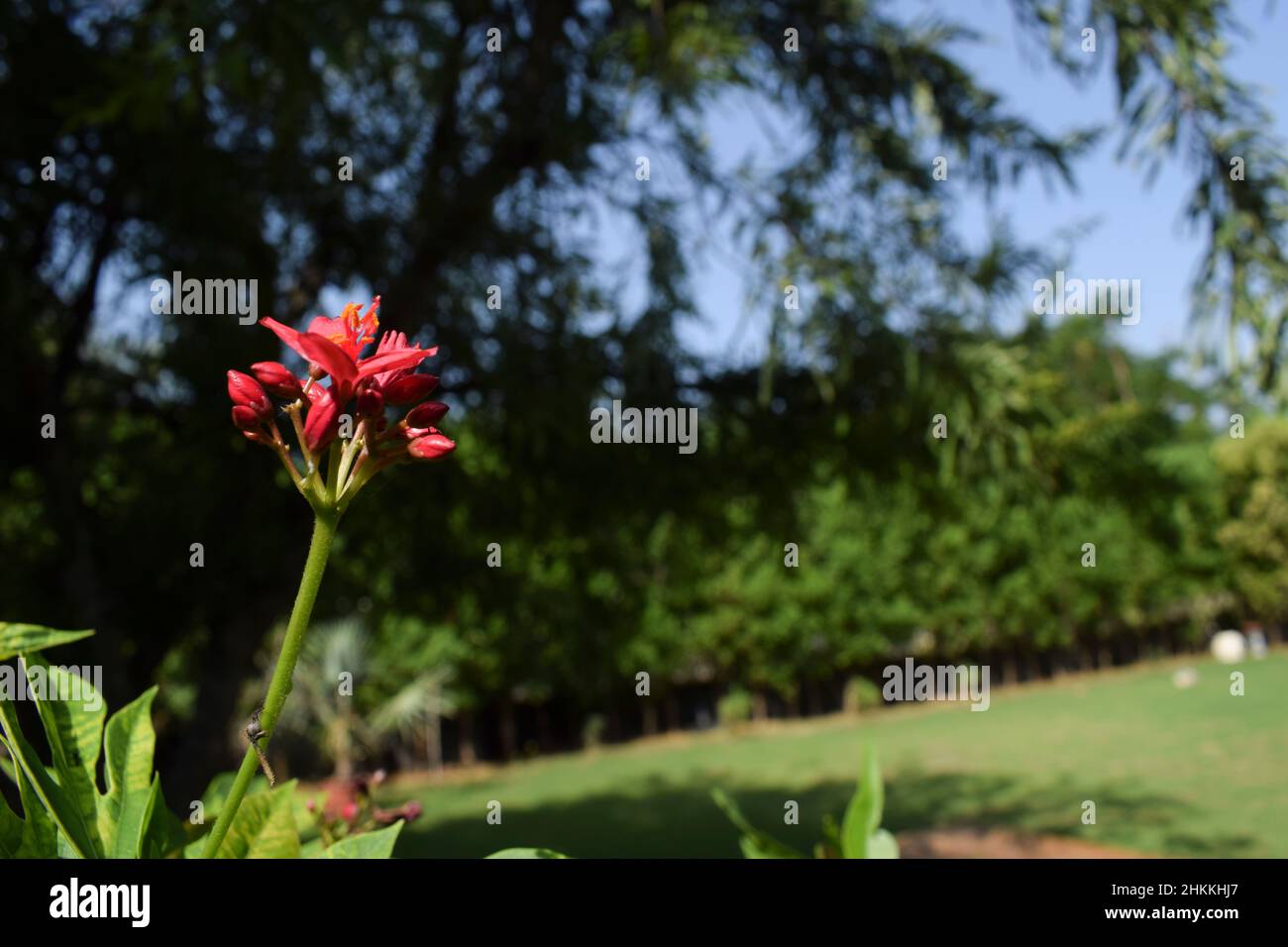 Jatropha integerrima or Peregrina bunch small red flowers with three lobed leaves planted in greenery trees background environment with blue sky Stock Photo