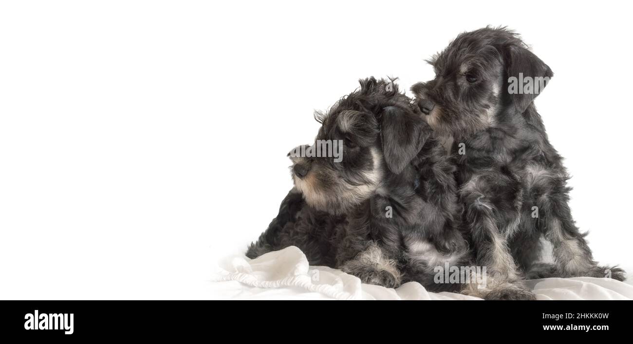 Two schnauzer puppies on the rug portrait isolated on white background. Pets look side at the copy space for your advertisement text. Suitable as a ba Stock Photo