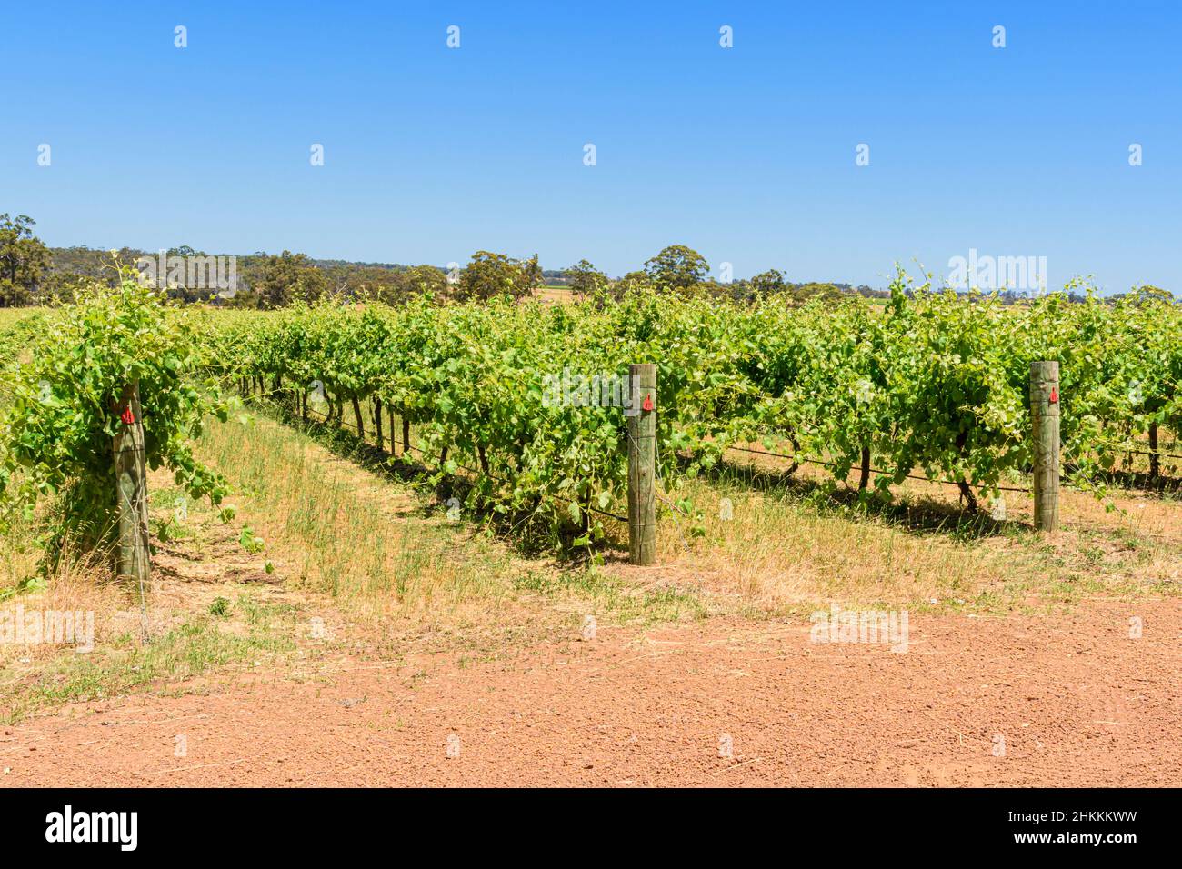 Grapevines at Alkoomi Wnes in the Frankland River Region, Western Australia, Australia Stock Photo