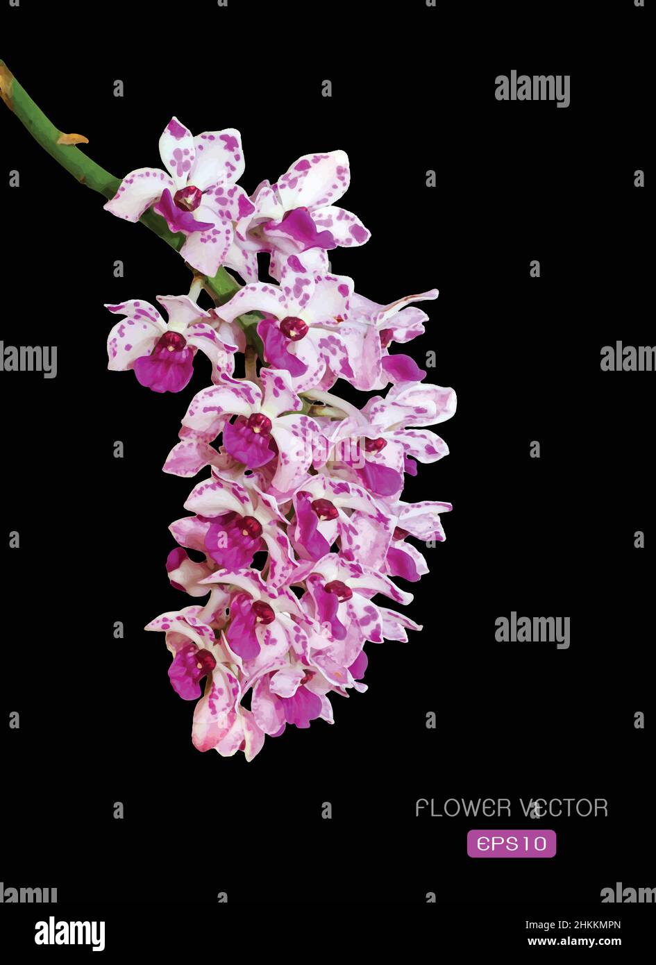 Vector image of orchid flower on black background. Easy editable layered vector illustration. Stock Vector