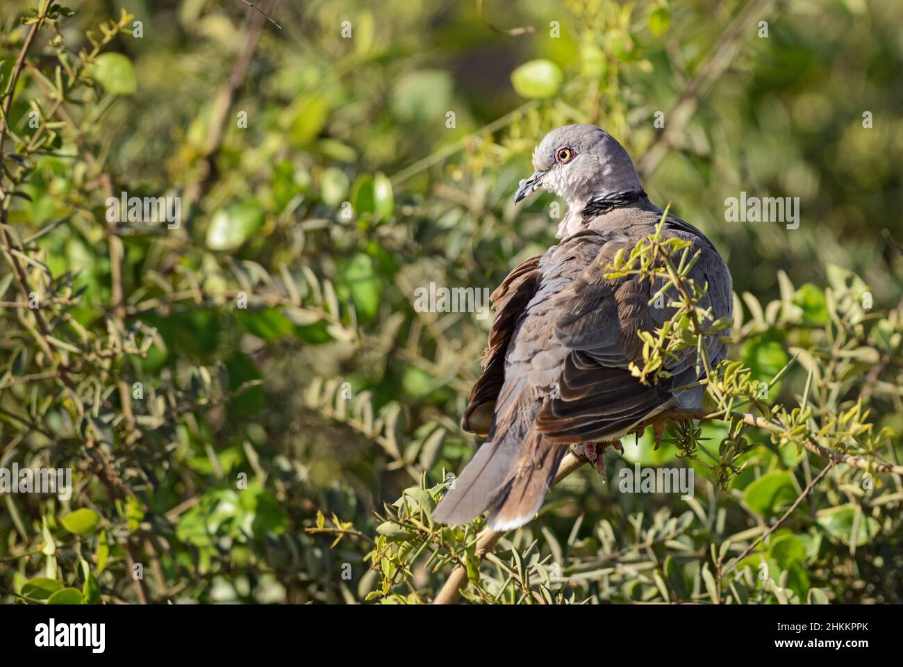 Mourning Collared Dove - Streptopelia decipiens, beautiful common dove from African woodlands and gardens, Amboseli, Kenya. Stock Photo