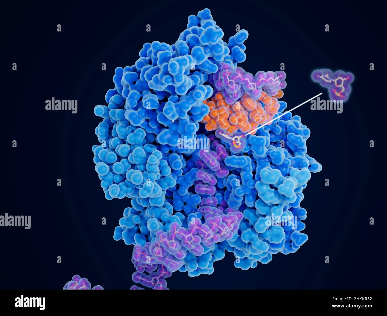 Molnupiravir impairing SARS-CoV-2 replication, illustration Stock Photo