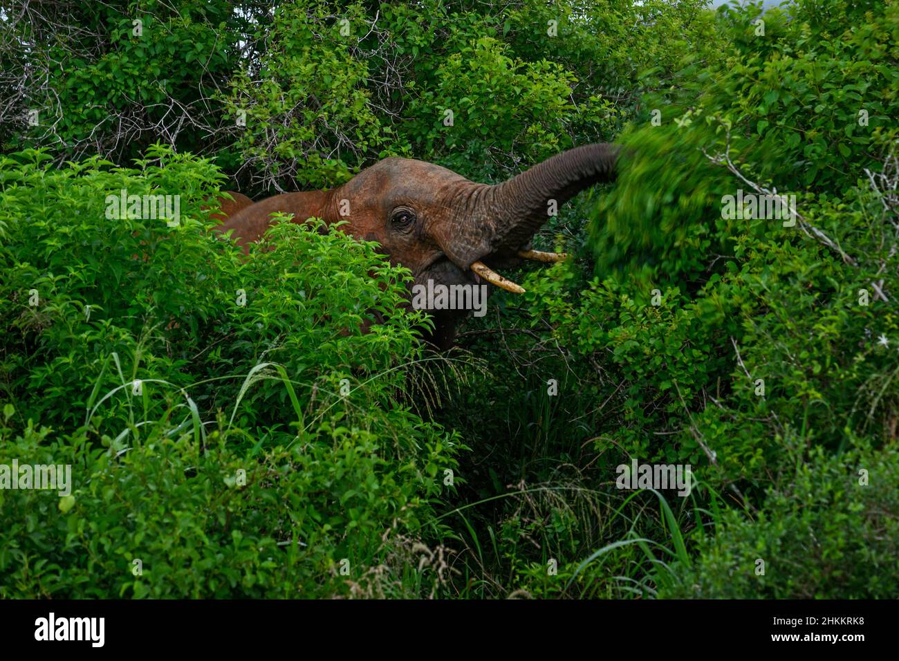 African Bush Elephant - Loxodonta africana, iconic member of African