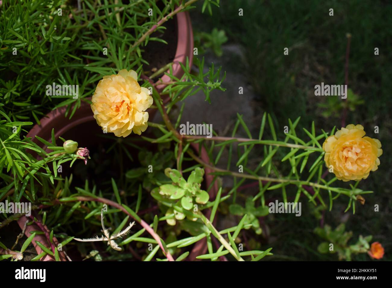 Portulaca grandiflora flowers also known a mexican rose, 11 o clock, ten o clock flowers. Succulent flowering home garden plants in light yellow colou Stock Photo