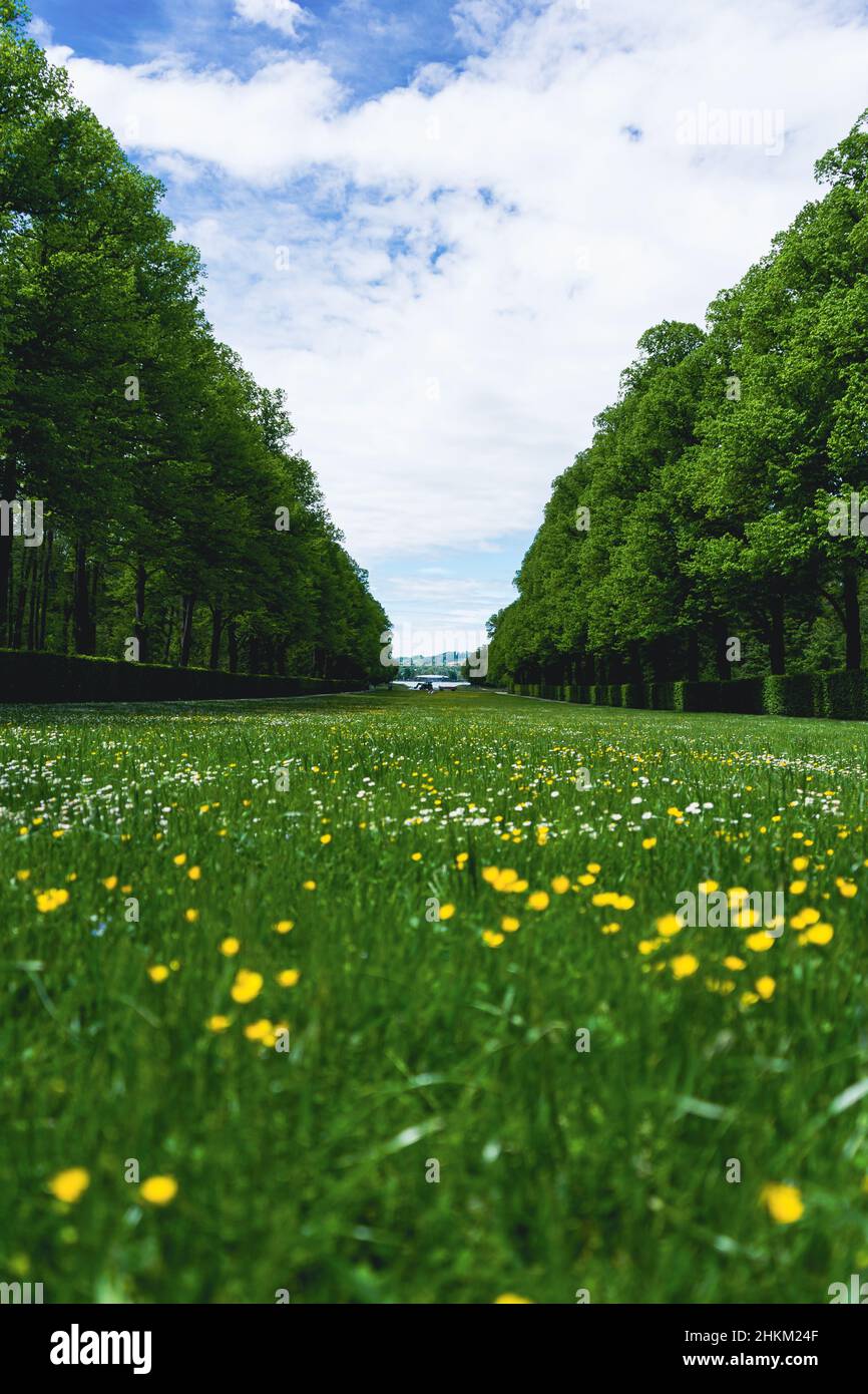 Field of small flowers surrounded by trees on a cloudy day Stock Photo ...