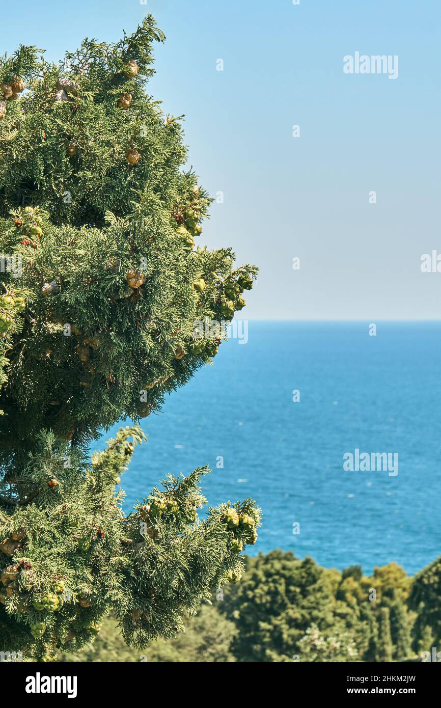 Landscape of high cypress tree with green leaves and cones growing on thin branches against blue sea ripple water under cloudless sky Stock Photo