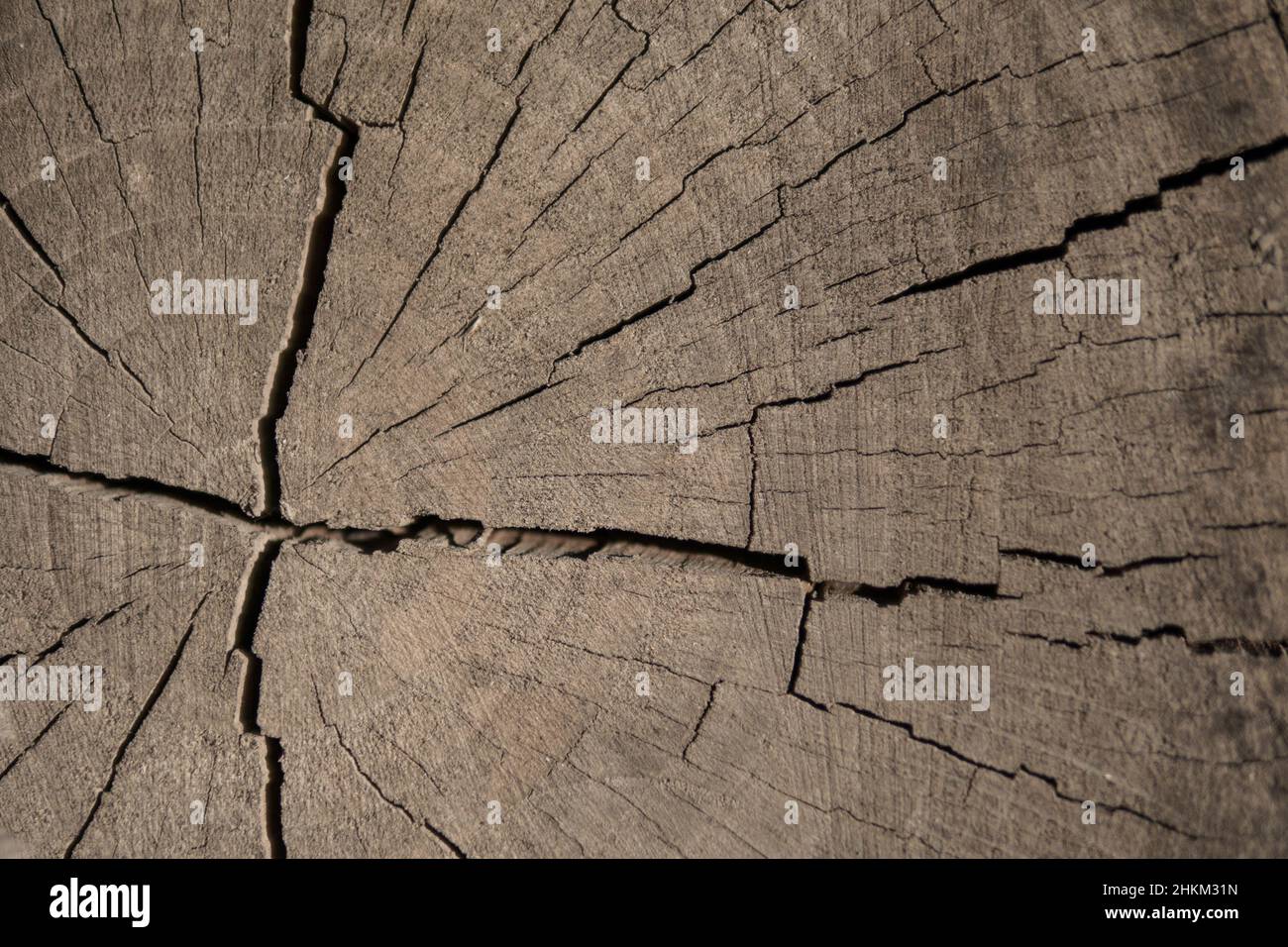 cracked end of a log of a walnut. texture and background Stock Photo