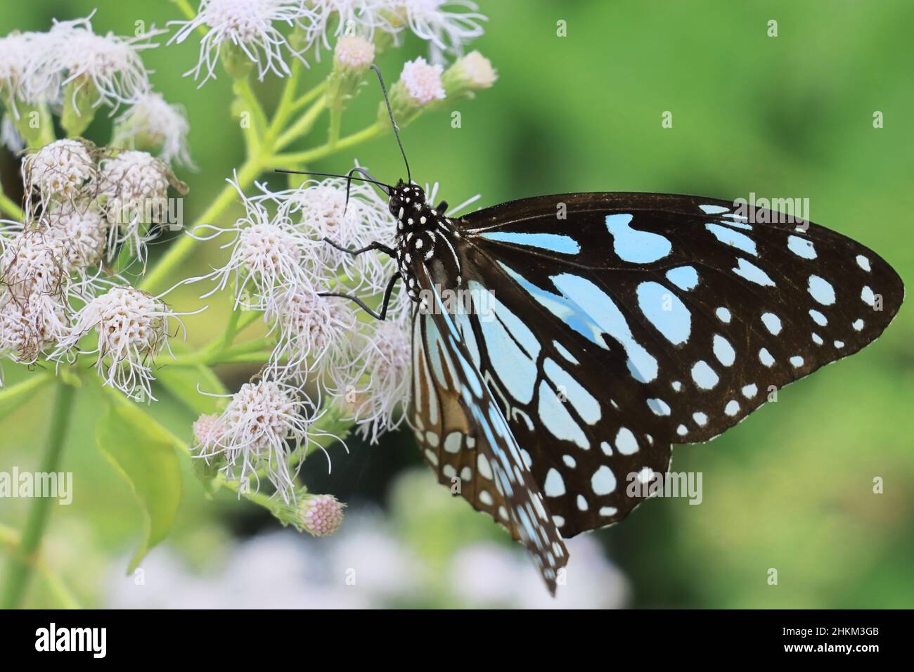 blue tiger butterfly (tirumala limniace) on flowers Stock Photo