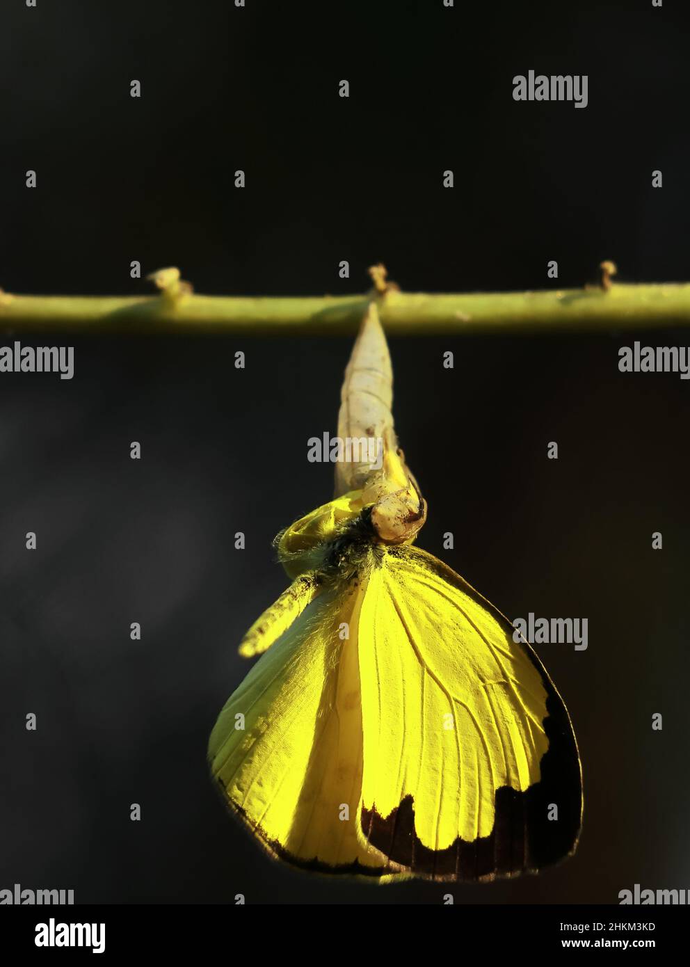 butterfly coming out from cocoon Stock Photo Alamy