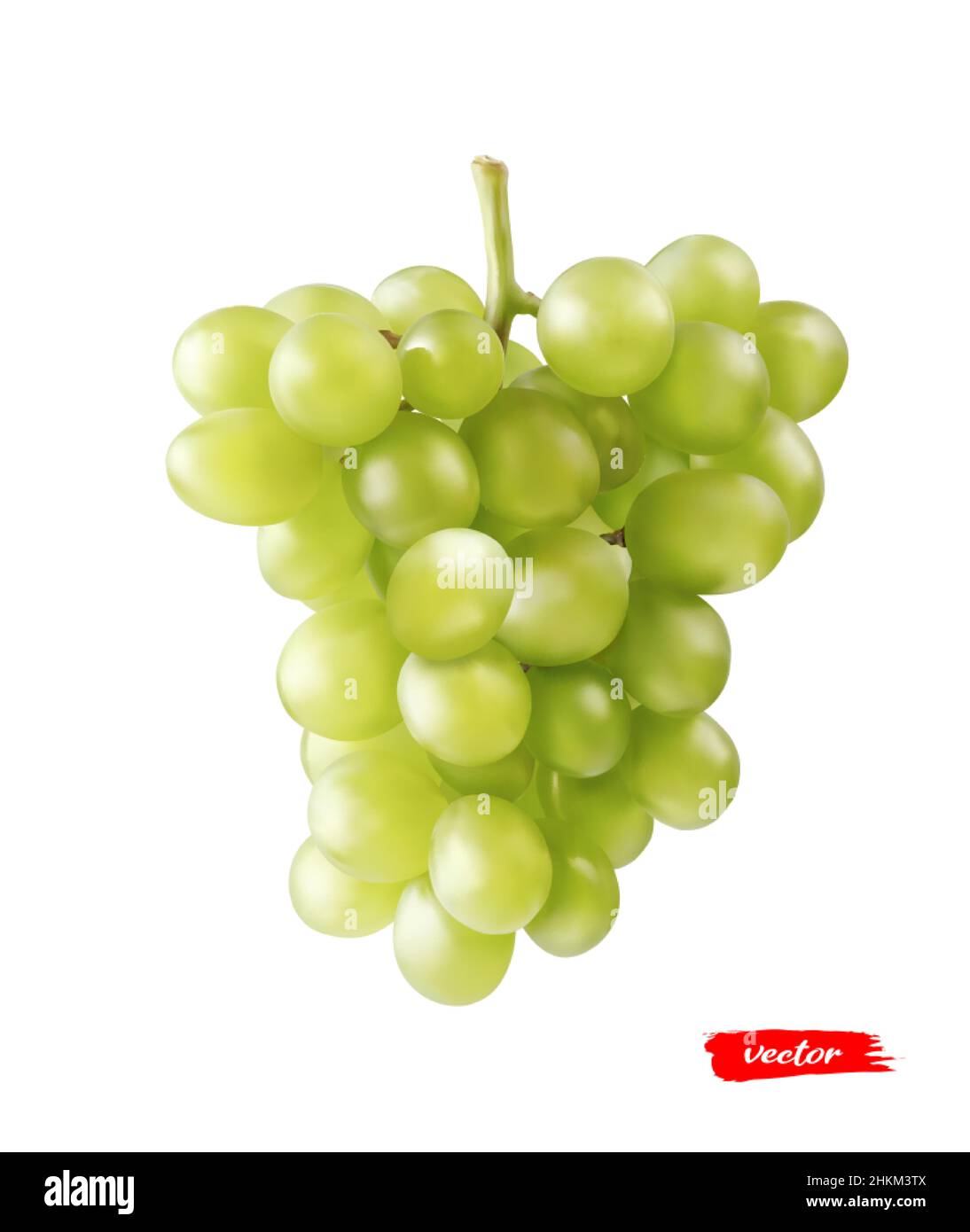 Green grape isolated on white. Realistic vector illustration of yellow