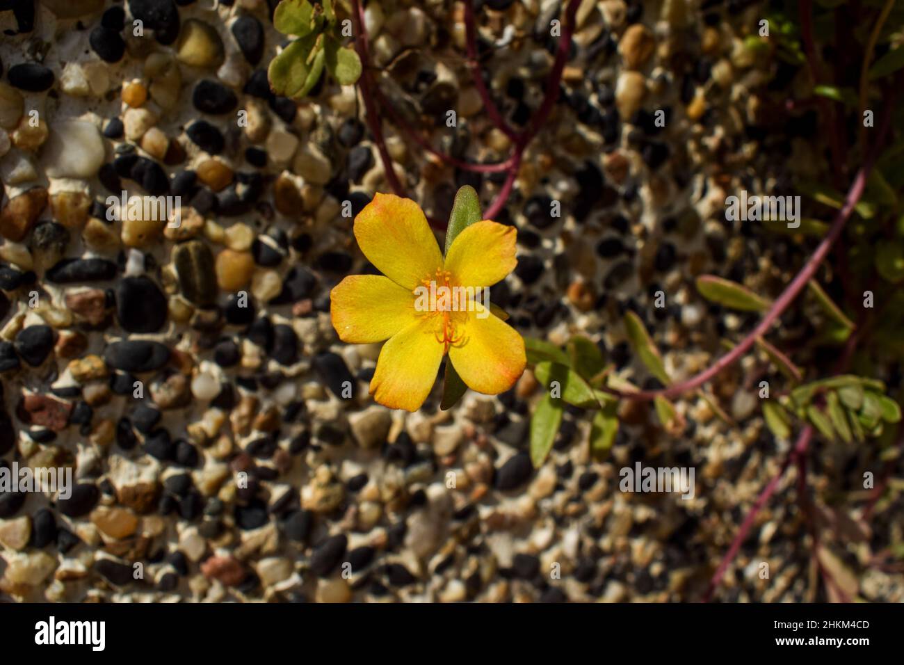100 Yellow Portulaca Grandiflora (Moss Rose) Flower Seeds – USA-Grown, Vibrant Gold Blooms