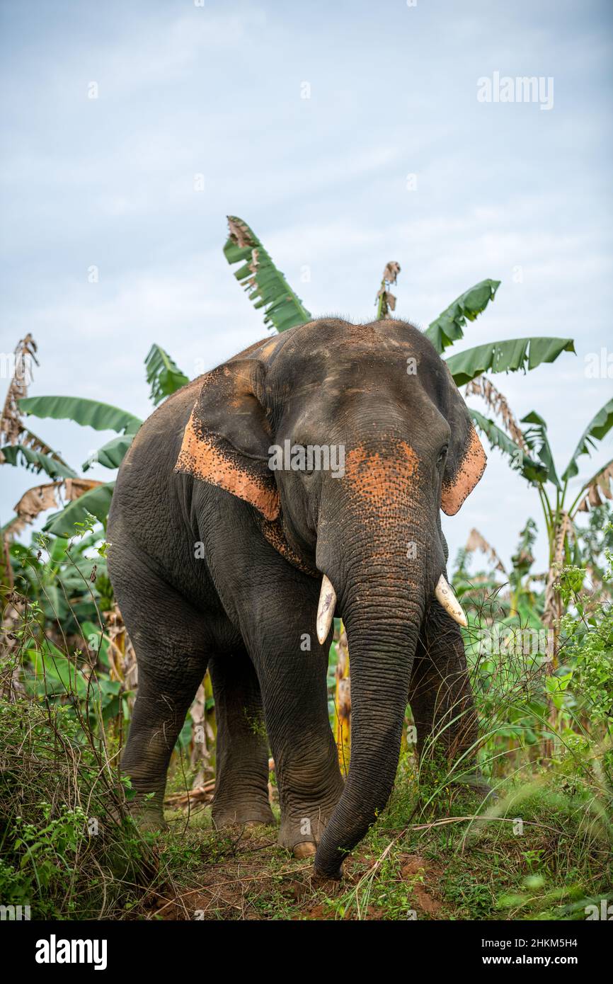 Wild asian elephant Stock Photo - Alamy Wild asian elephant Stock Photo - Alamy