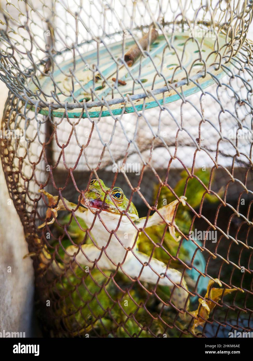 A captured frog is trapped in the net Stock Photo