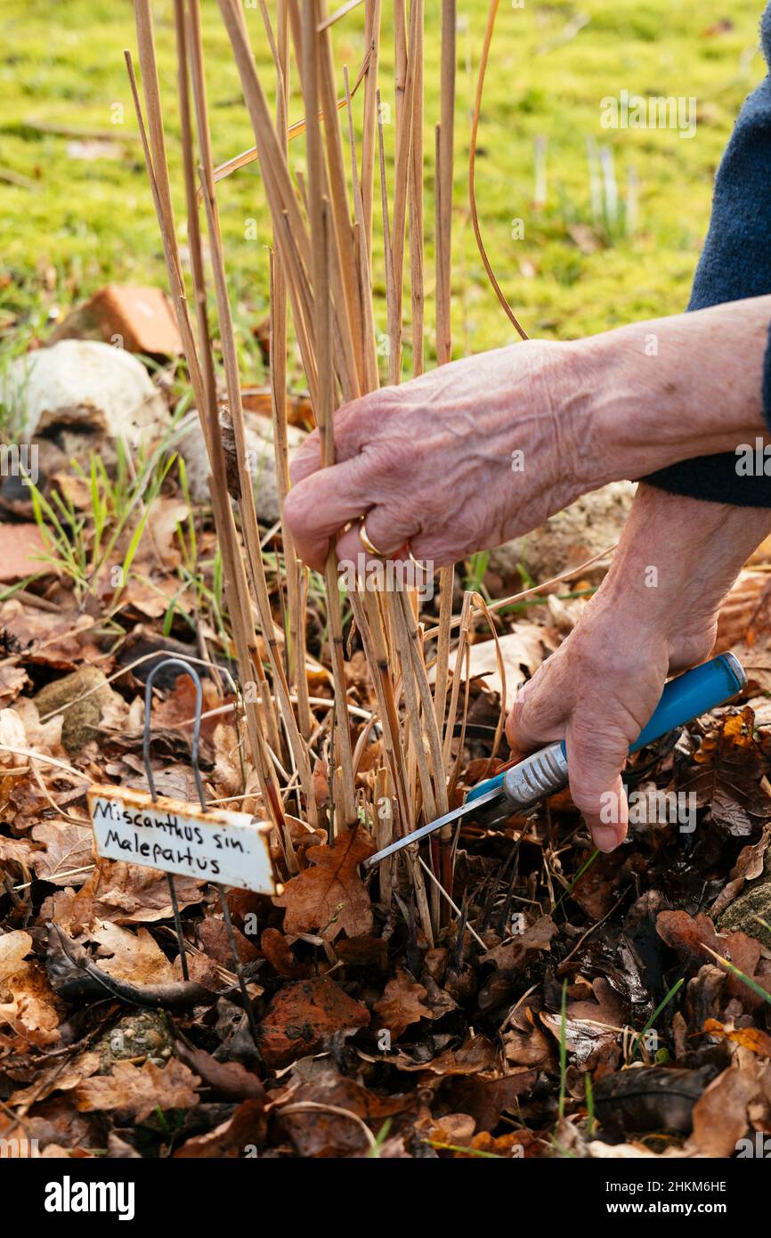 Gardener cutting foliage of Miscanthus sinensis 'Malepartus' to the