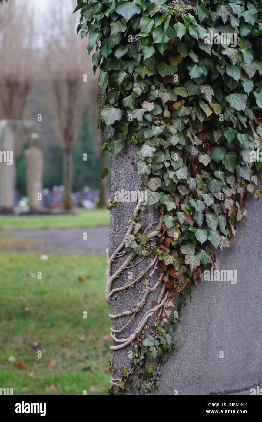 Efeu auf jüdischem Grabstein in Mülheim Stock Photo