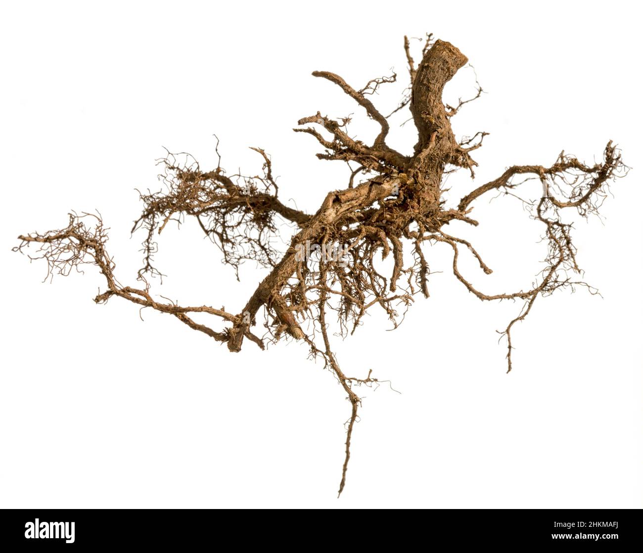 Roots tree isolated on a white background Stock Photo