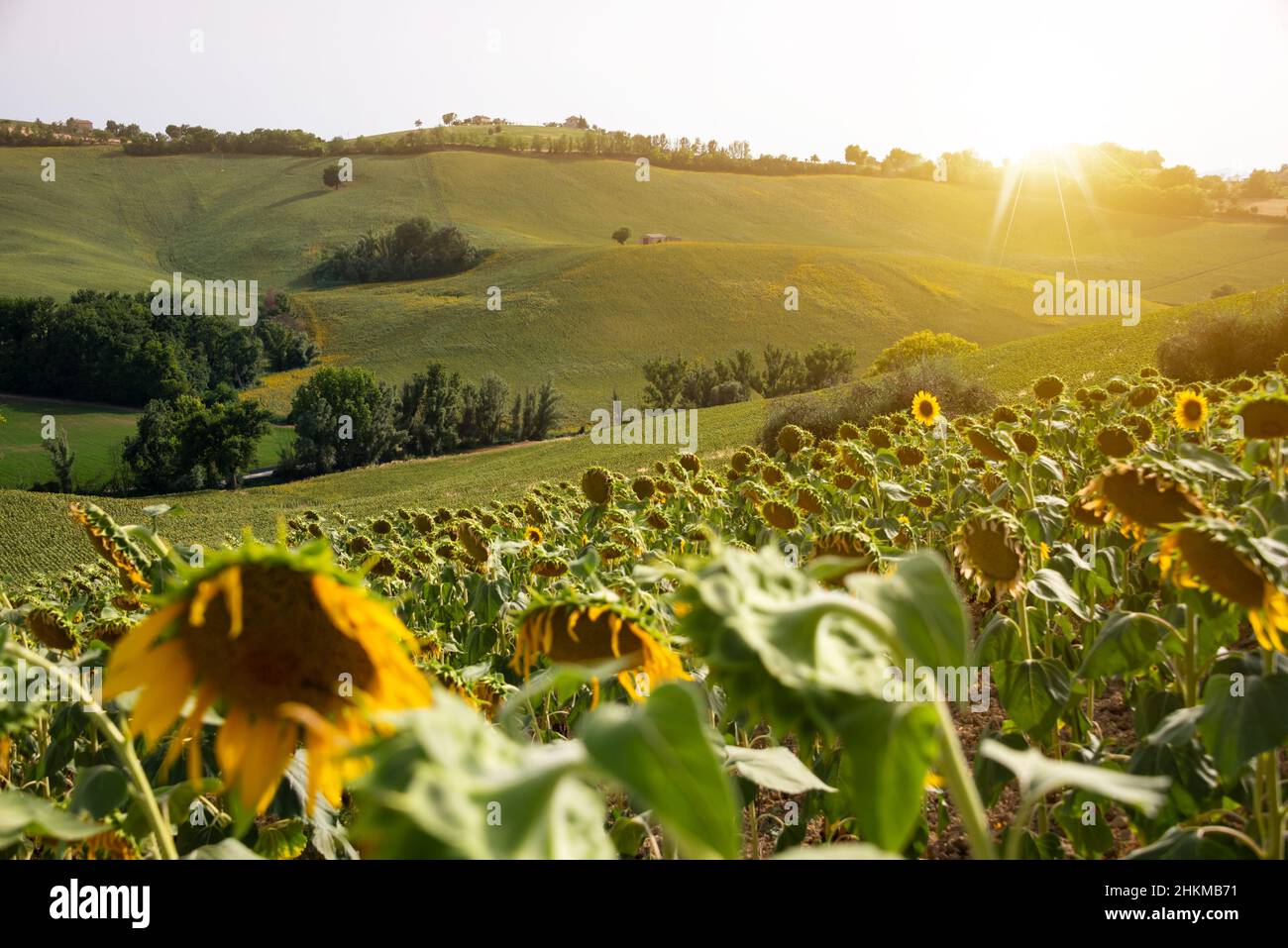 Sunflower fields in countryside with an old farm house Stock Photo - Alamy