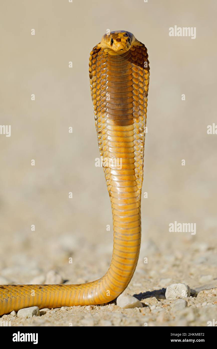 A defensive Cape cobra (Naja nivea) with flattened hood, Kalahari desert, South Africa Stock Photo