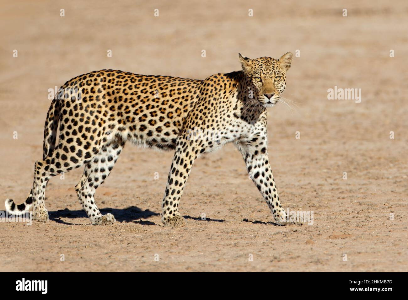 A leopard (Panthera pardus) walking, Kalahari desert, South Africa Stock Photo