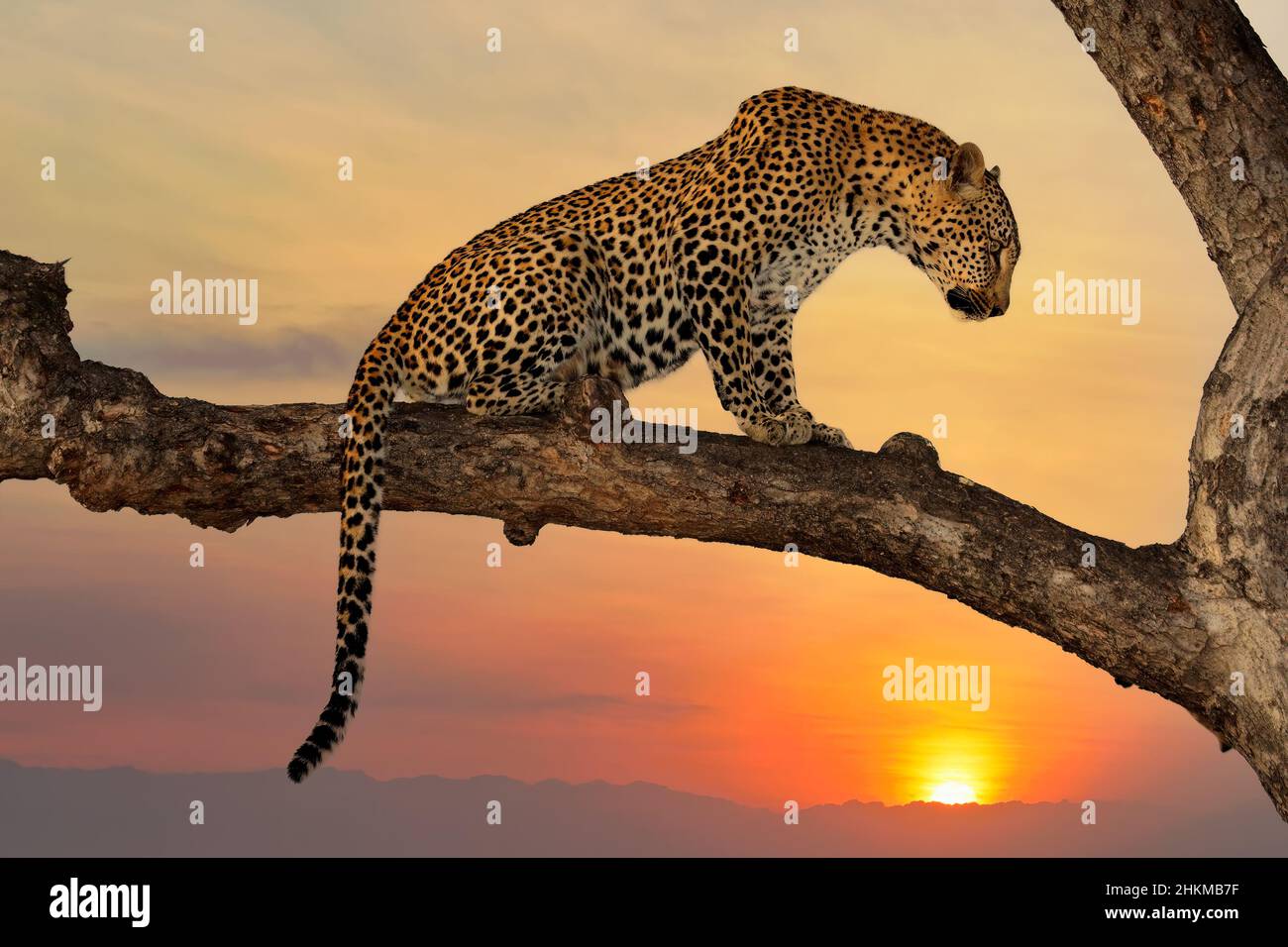Leopard (Panthera pardus) sitting in a tree against an orange sunset, South Africa Stock Photo