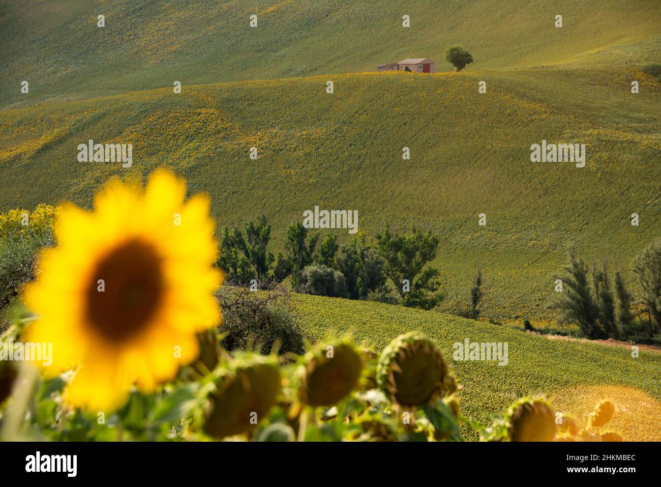 Sunflower fields in countryside with an old farm house Stock Photo - Alamy