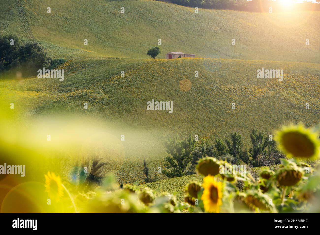 Sunflower fields in countryside with an old farm house Stock Photo - Alamy