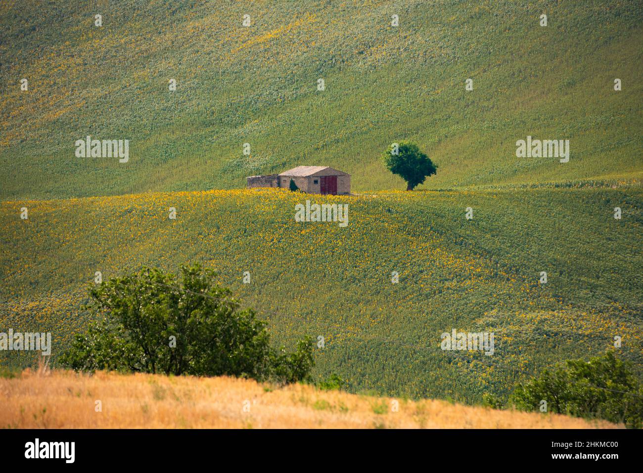 Sunflower fields in countryside with an old farm house Stock Photo - Alamy