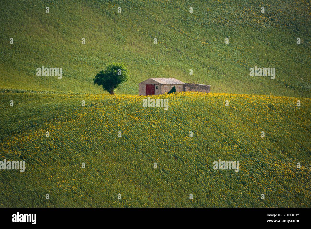Sunflower fields in countryside with an old farm house Stock Photo - Alamy